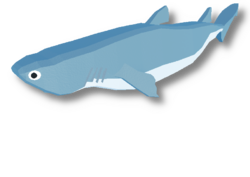 Kitefin Shark
